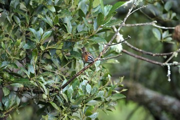 Rufous-collared sparrow sitting on a bush branch in natural environment