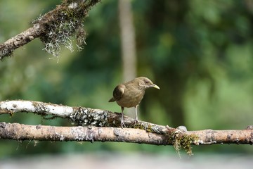 Clay-colored thrush, national bird of Costa Rica, sitting on a moss and lichen covered tree branch
