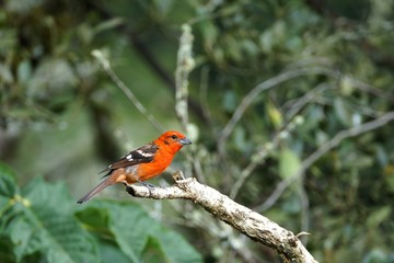 Male flame-colored Tanager (stripe-backed tanager) portrait in natural environment