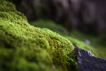 moss texture in the ground