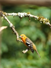 Female flame-colored Tanager (stripe-backed tanager) portrait in natural environment