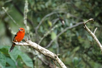 Male flame-colored Tanager (stripe-backed tanager) portrait in natural environment