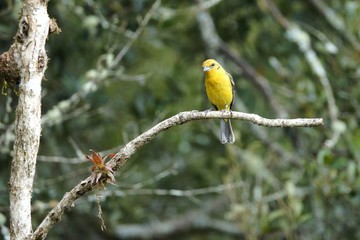 Female flame-colored Tanager (stripe-backed tanager) portrait in natural environment