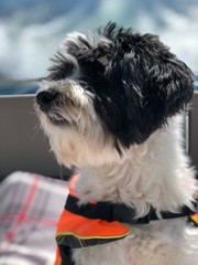 Hund Dog Schwimmweste Lifevest Boat 