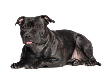 English Staffordshire Bull Terrier Dog  Isolated  on White Background in studio