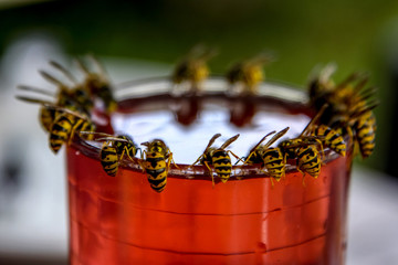 Wasps feast. Wasps on the glass of sweet drink - Powered by Adobe