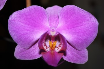 Fototapeta na wymiar Beautiful blooming orchid on dark background