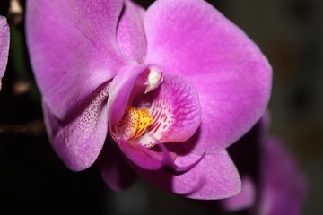 Fototapeta na wymiar Beautiful blooming orchid on dark background