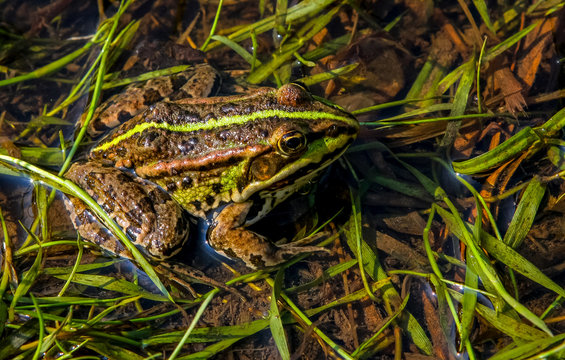 Frog in river in summer season.