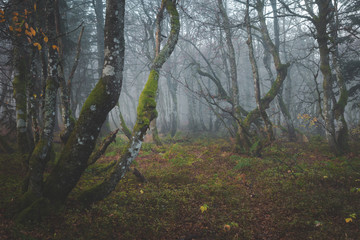Dark moody forest with crooked trees on foggy morning walk in the vosges mountains in france