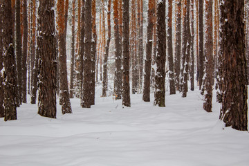 Fototapeta premium Landscape with winter sunny forest.