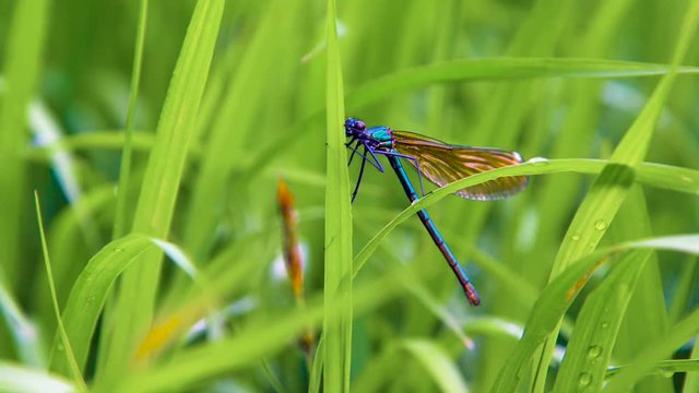 Dragonfly (lat. Lestes dryas), sitting on the green grass, swaying wind on a summer day. Central regions of Russia.