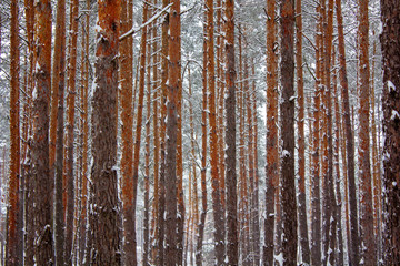 Landscape with winter sunny forest.