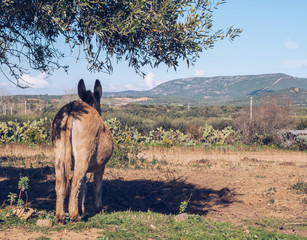 donkey under a tree looking over the panorama in sardinia.