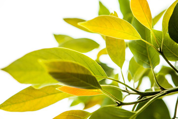 Green and yellow leaf background