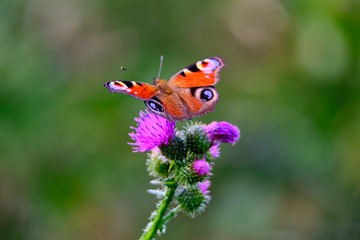 Large color butterfly closeup on grass background