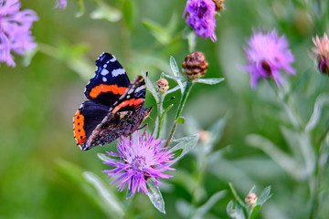 Large color butterfly closeup on grass background