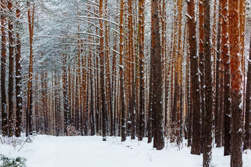 Landscape with winter sunny forest.