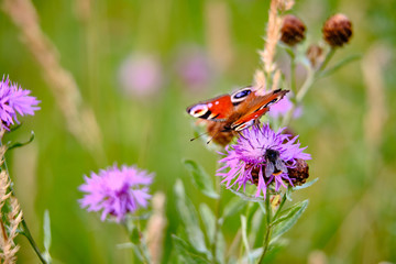 Large color butterfly closeup on grass background
