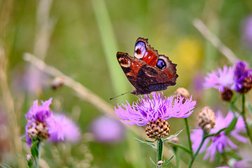 Large color butterfly closeup on grass background