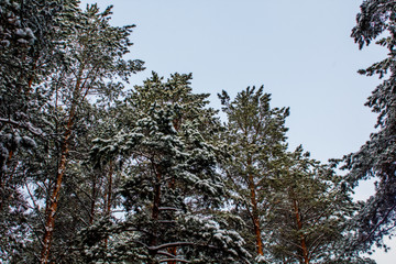 Bottom view of trees covered with snow in beautiful winter woods