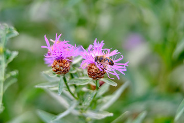 On a purple burdock flower, a large wasp gathers honey in summer during flowering