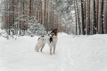 Dog in plastic muzzle running in winter forest with snow