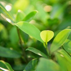 Green leaves on the branches tree with sunlight in the morning.