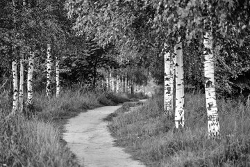 Birch Grove with a path leading into the distance