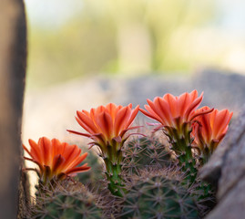 Orange cacti flowers blooming in spring sunshine in Arizona desert.