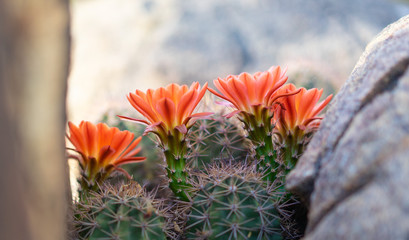 Orange cacti flowers blooming in spring sunshine in Arizona desert.