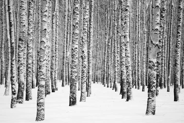Poster Besneeuwde winterberken zwart en wit © Elena Kovaleva