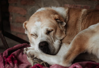 Central Asian Shepherd Dog. Alabai portrait