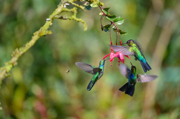 Blue hummingbird Violet Sabrewing flying next to beautiful red flower. Tinny bird fly in jungle. Wildlife in tropic Costa Rica. Two bird sucking nectar from bloom in the forest. Bird behaviour