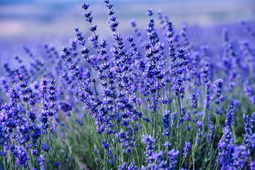 Lavender flowers - Sunset over a summer purple lavender field.
