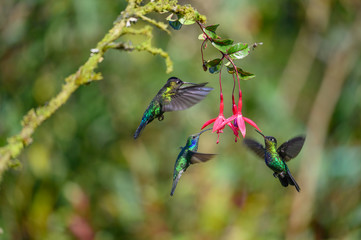 Blue hummingbird Violet Sabrewing flying next to beautiful red flower. Tinny bird fly in jungle. Wildlife in tropic Costa Rica. Two bird sucking nectar from bloom in the forest. Bird behaviour