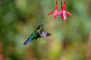 Blue hummingbird Violet Sabrewing flying next to beautiful red flower. Tinny bird fly in jungle. Wildlife in tropic Costa Rica. Two bird sucking nectar from bloom in the forest. Bird behaviour
