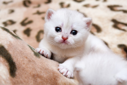 Cute little white British kitten crying looking at camera