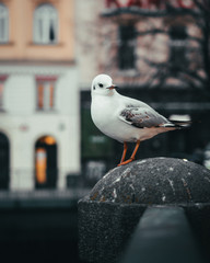 seagull on post