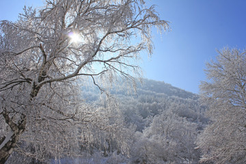 The Sun and The Forest With Snow During The Winter