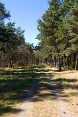 Laesoe / Denmark: Romantic forestry lane through a coniferous forest in the nature reserve Laesoe Klintplantage on a sunny day at the end of April