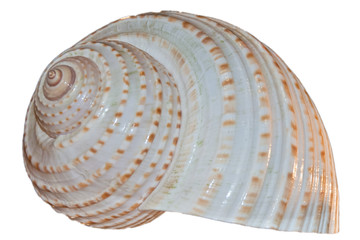 Conch shell