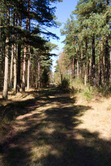 Laesoe / Denmark: Romantic forestry lane through a coniferous forest in the nature reserve Laesoe Klintplantage on a sunny day at the end of April