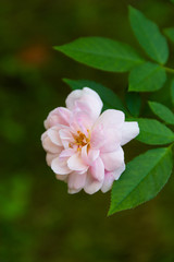 Fototapeta na wymiar Close-up pink rose On a green blurred background rose On a green blurred background
