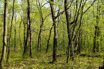 Fototapeta premium spring, greenery, forest, trees, trunks, young, foliage, flora, nature, landscape