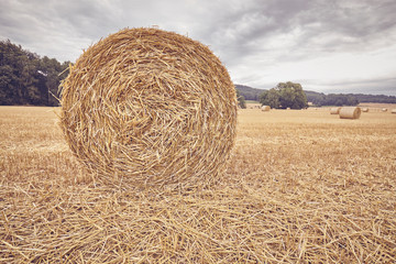 Straw round bale on a field at the end of the harvest season, color toned picture.