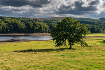 Fototapeta na wymiar A tree on a meadow and clouds over the east side of the Derwent Reservoir, Northumberland, England, UK