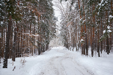 The road in the winter snow-covered forest. Winter landscape.