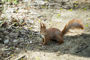 Squirrel in National Park of Warsaw