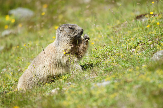 Alpenmurmeltier beim Grasknabbern